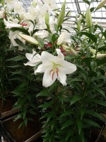 [5165 Zambesi Mak No02.JPG]